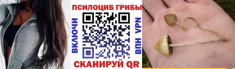 Галлюциногенные грибы Psilocybe  блэк спрут зеркало  Старица 